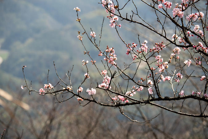 赤壁葛仙山2022花期图片