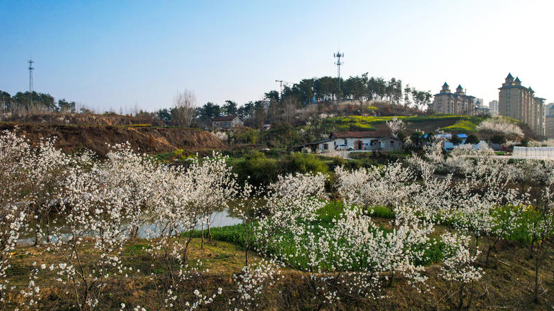 公路兩旁,矮山上都盛開著燦爛的櫻桃花.