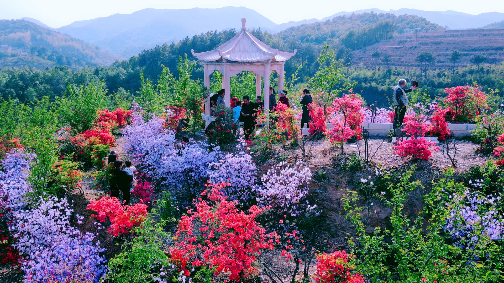 湖北南漳:荆山杜鹃花争艳
