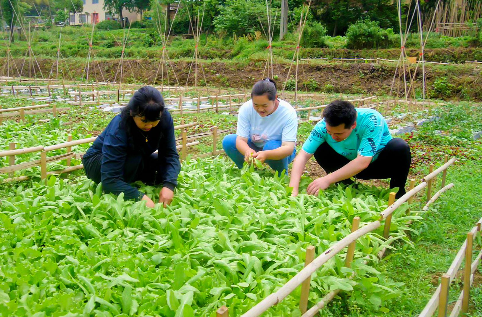 湖北南漳:"共享菜园"助推农旅融合_长江云 - 湖北网络广播电视台官方