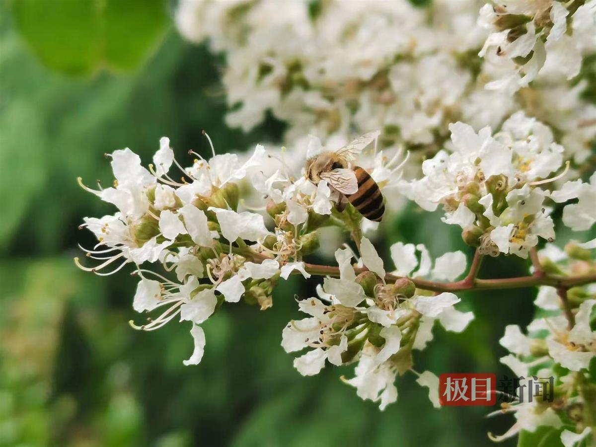 【热点关注】初夏,武汉一公园近"花甲之年"的马灵光开花了_云上南漳