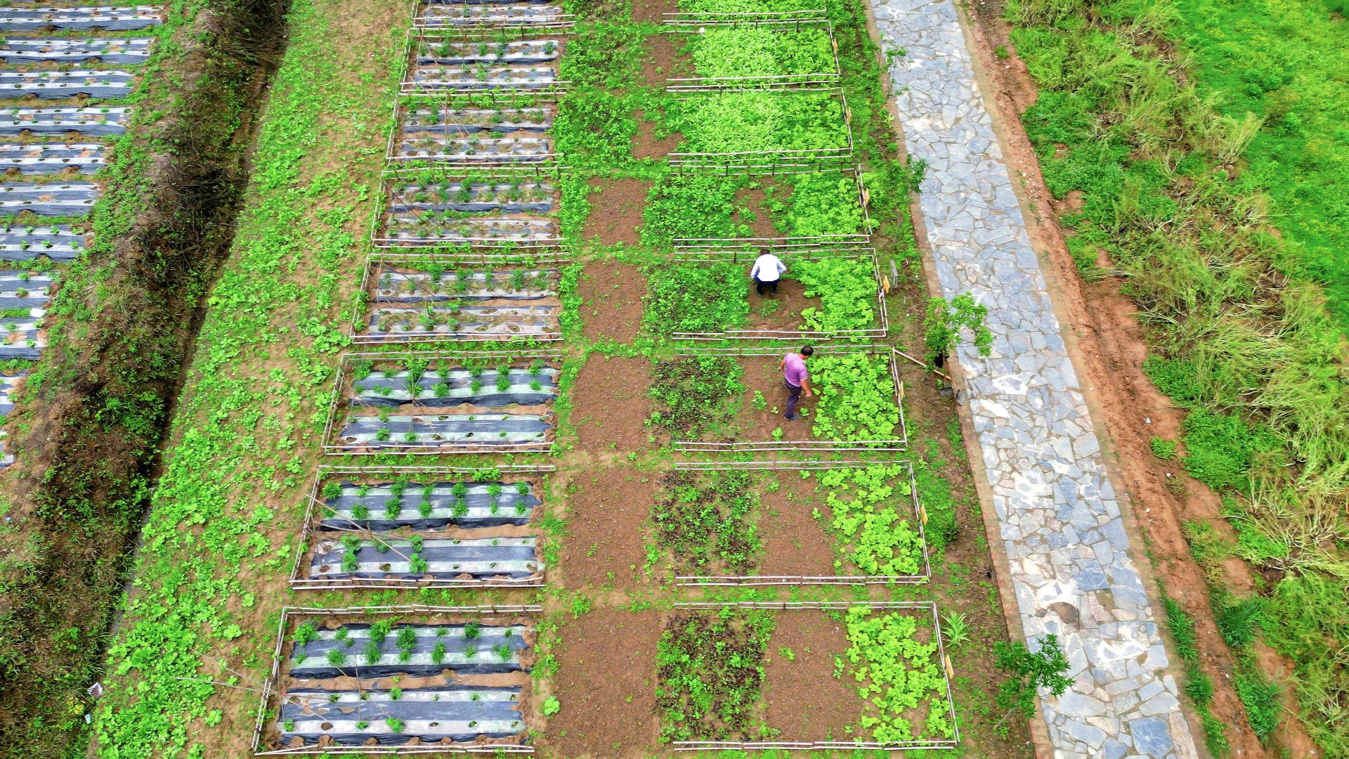 湖北南漳:"共享菜园"助推农旅融合_长江云 - 湖北网络广播电视台官方