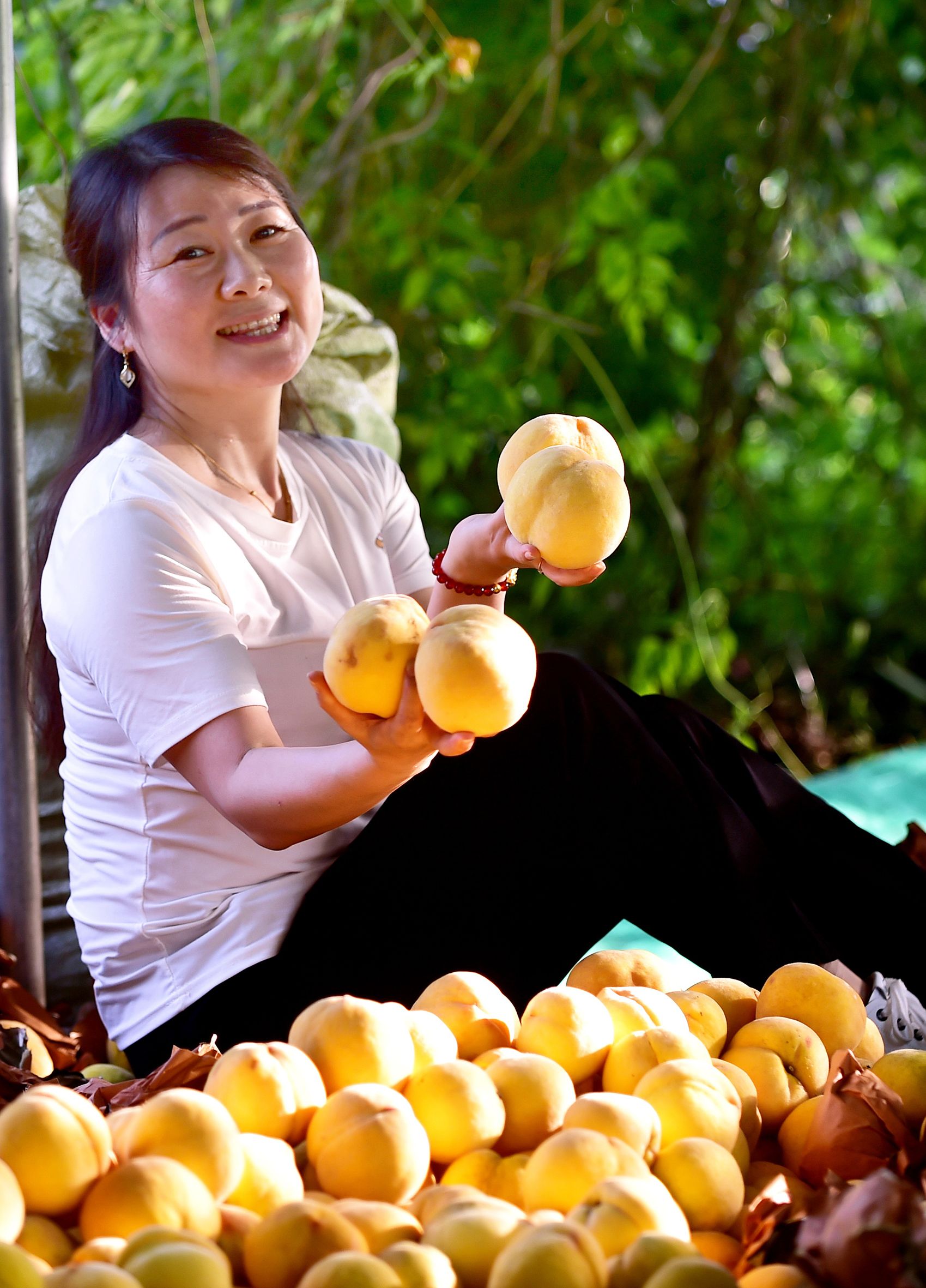 湖北南漳:黄桃喜丰收 果农采摘忙_云上南漳