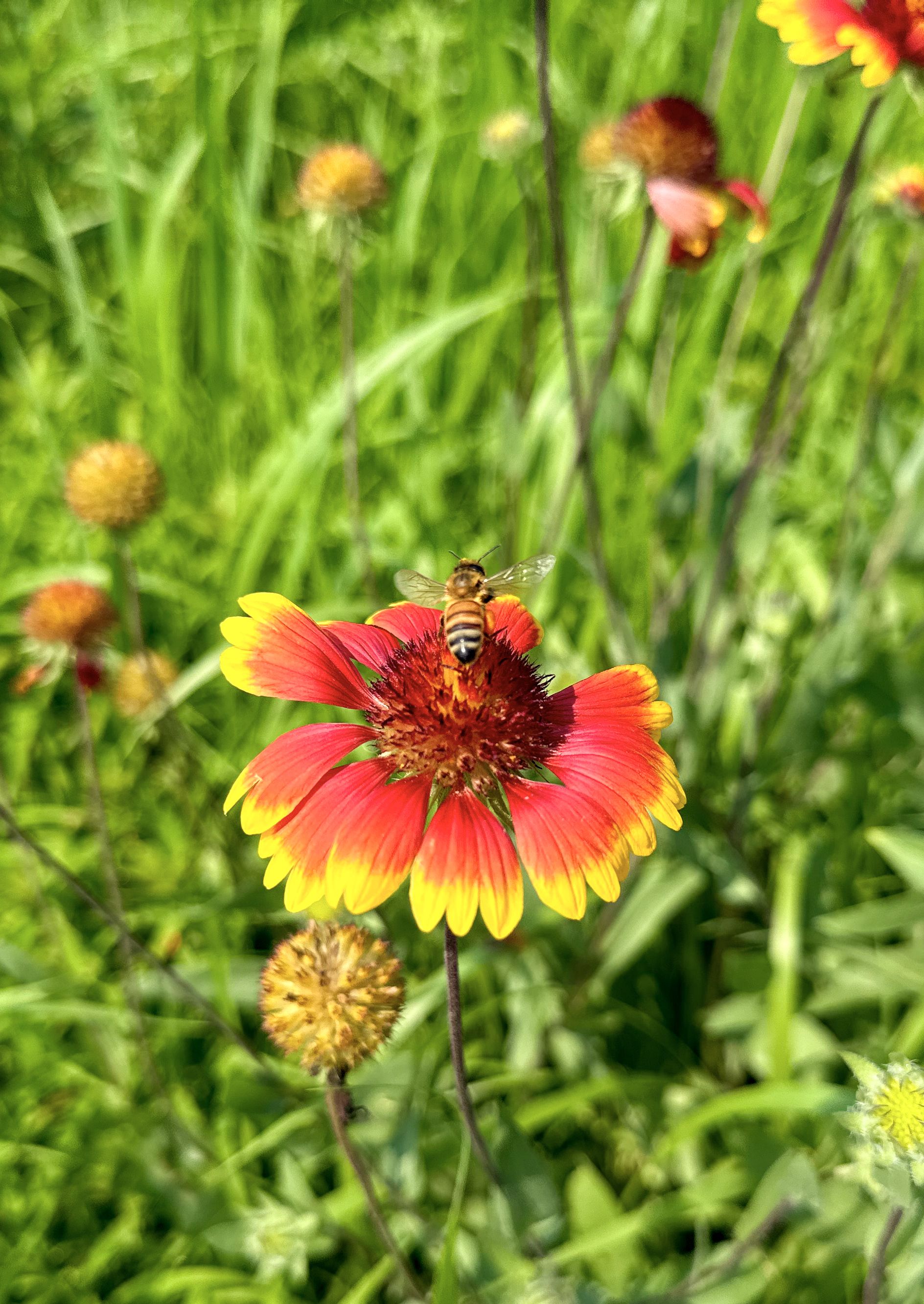 湖北南漳:盛开在六月的天人菊很夏天_长江云 - 湖北网络广播电视台