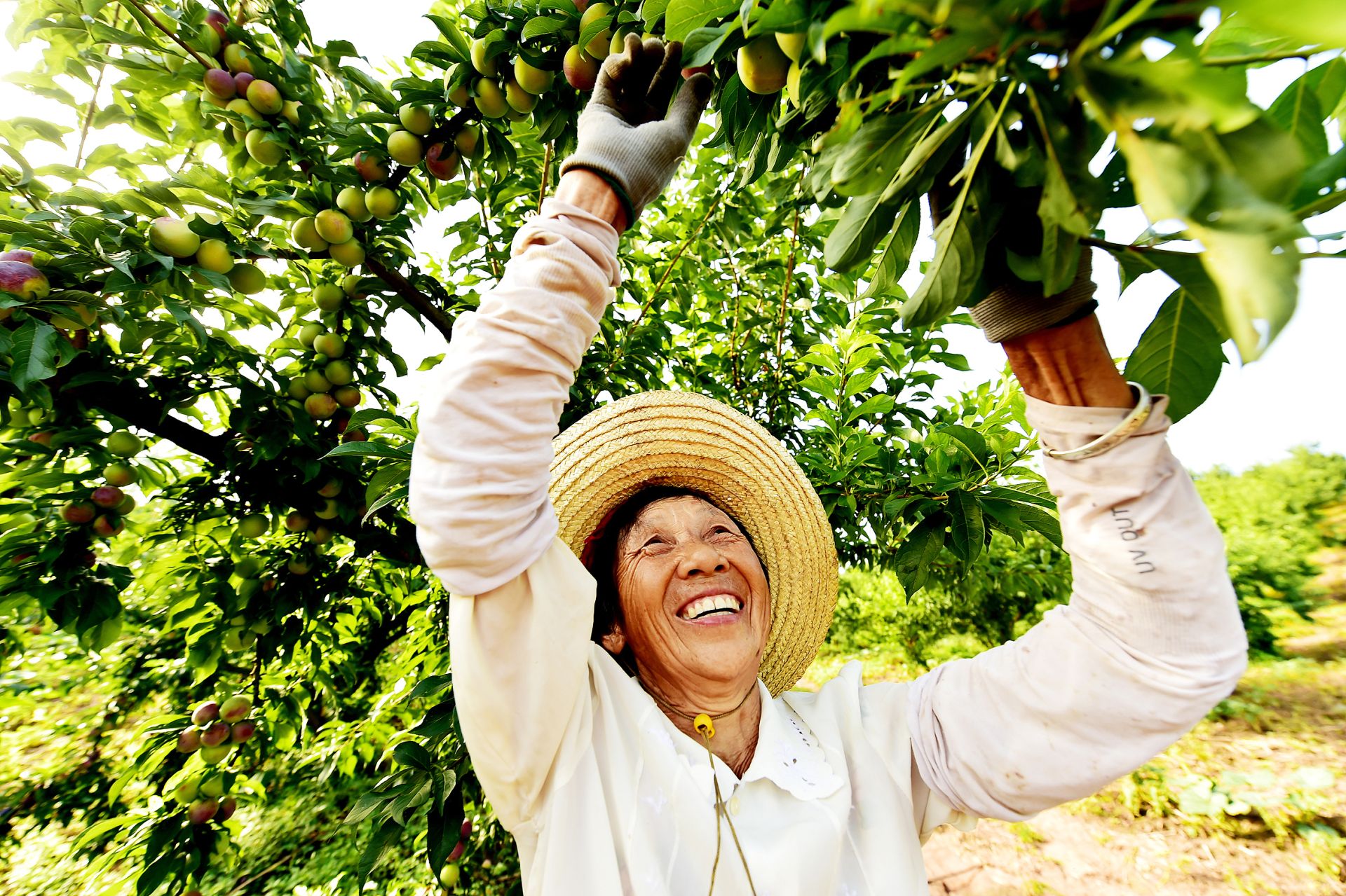 襄阳南漳:李子缀枝头 果农喜丰收_长江云 - 湖北网络广播电视台官方