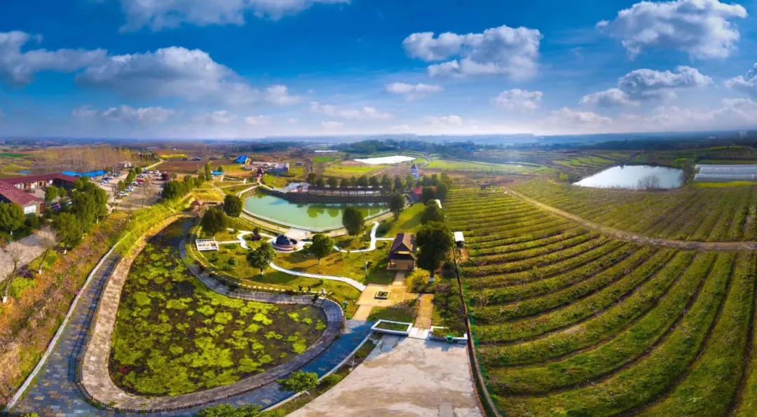 【热点关注】应城稻香飘八方_云上南漳