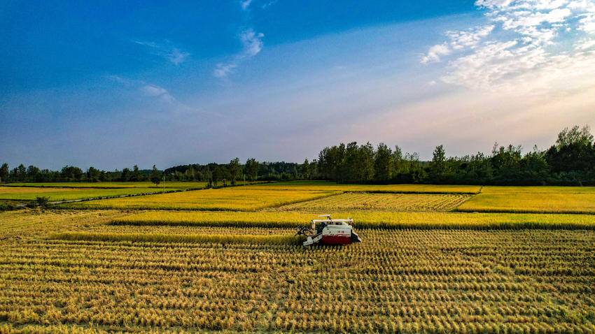南漳:稻田风景美如画 颗粒归仓农事忙_云上南漳