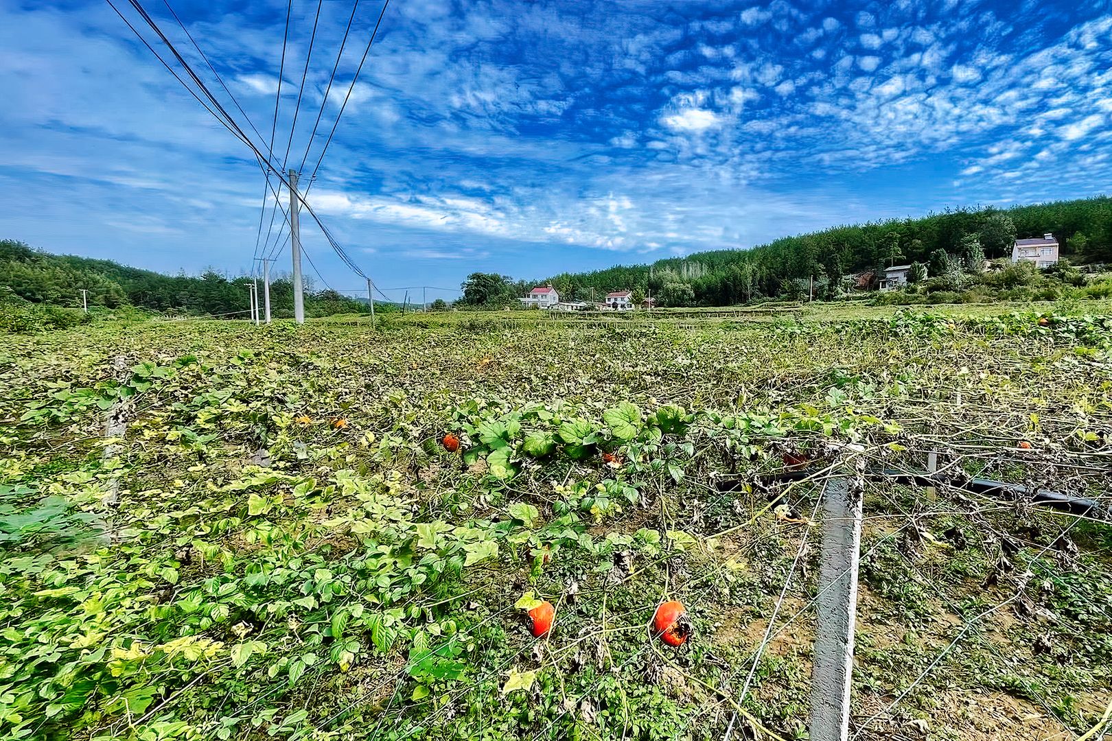 湖北南漳店子河畔吊瓜香