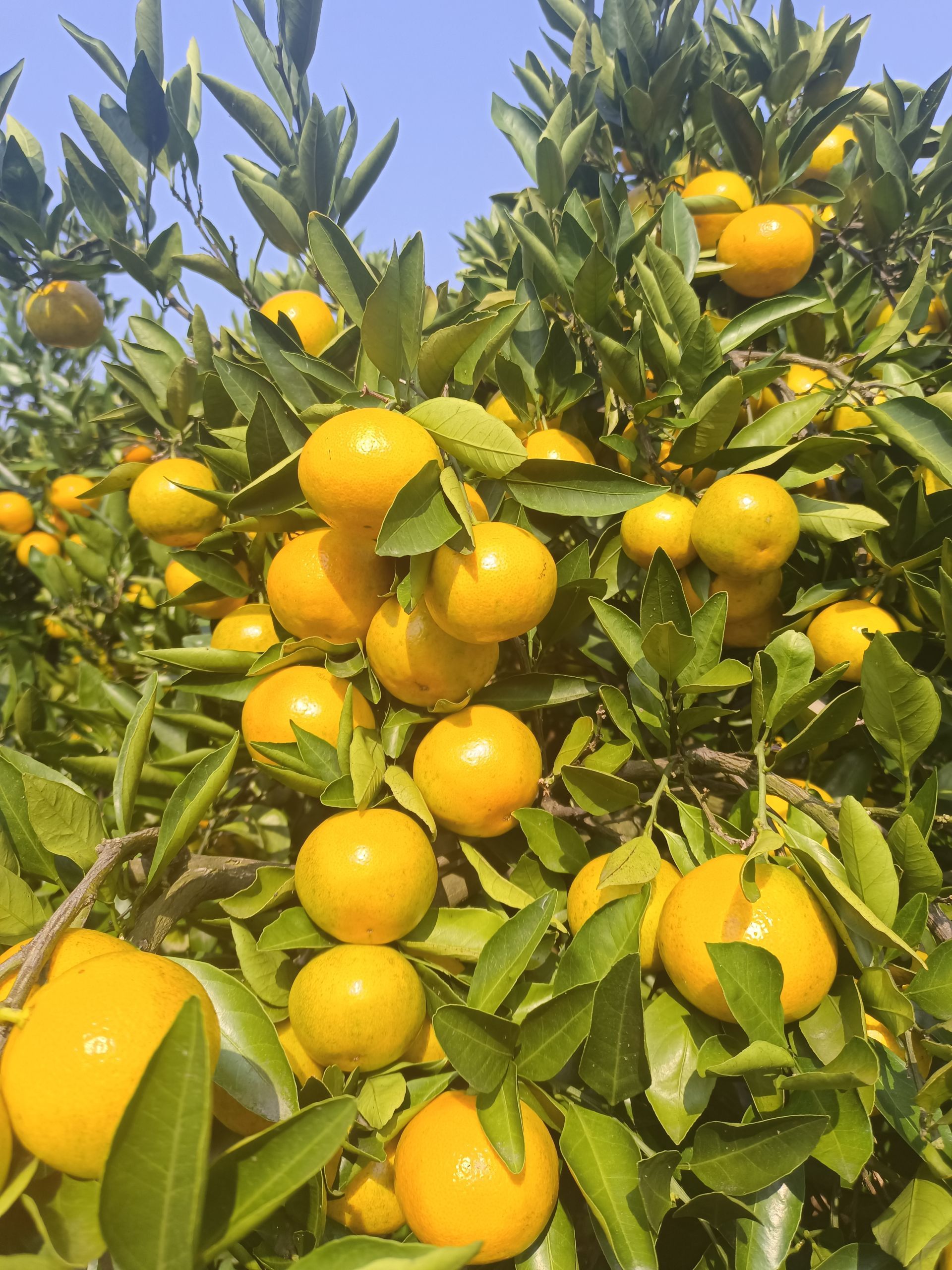 枝江安福寺镇火山口村:柑桔迎丰收 农民笑开颜