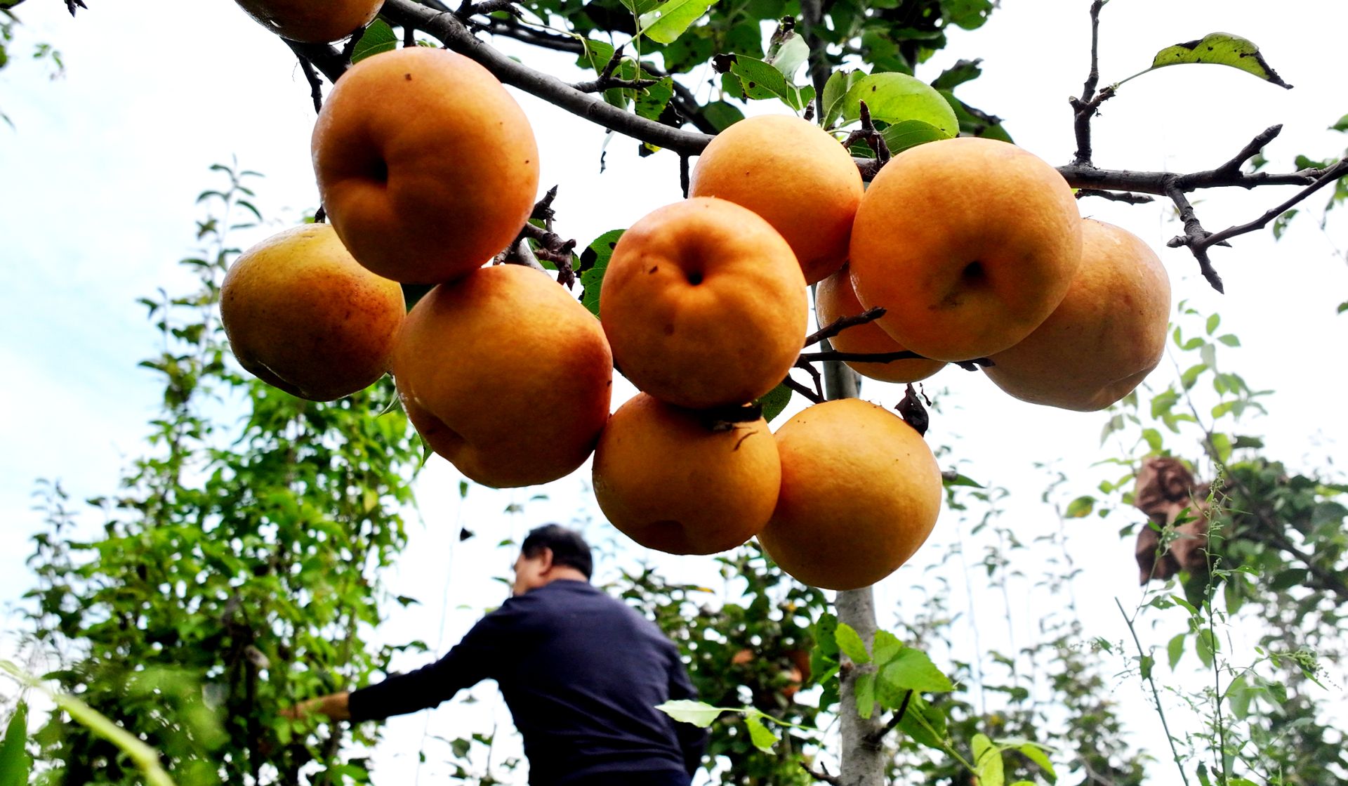 据了解,今年湖北尚长河金果有限公司在舒向湾村共种植50亩金果梨,产量