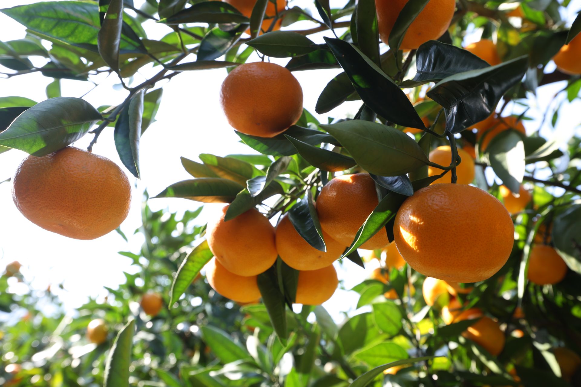 柑橘的样子图片