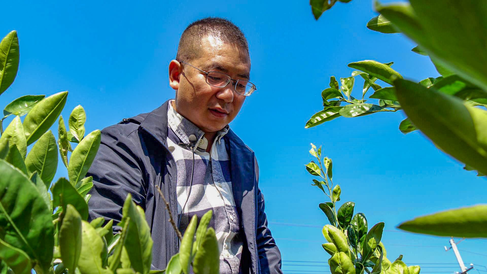 父与子的深山坚守 南漳两代人的橘山接力_长江云 - 湖北网络广播电视