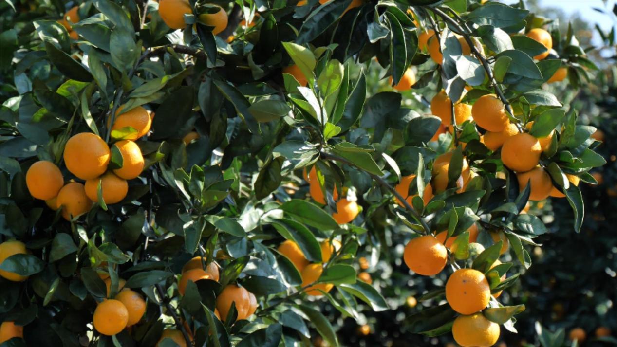 湖北南漳柑橘园里的技术达人曾庆章