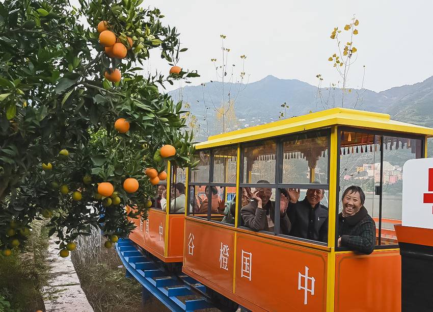 【热点关注】秭归脐橙果园变休闲观光园_云上南漳