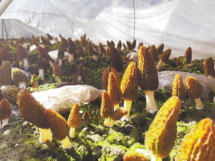 余宽宏 摄)湖北日报讯 (记者余宽宏,通讯员杜达巍,林广鑫)3月24日