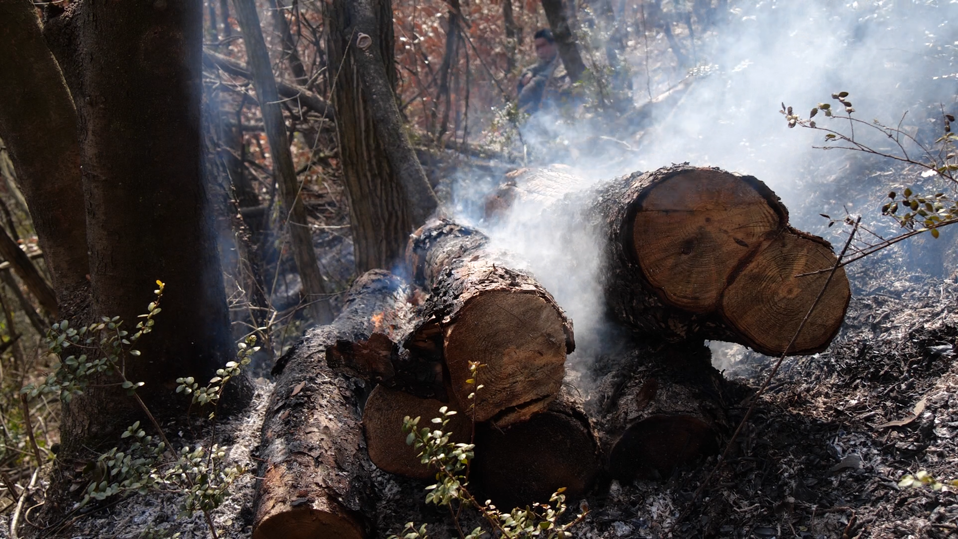 湖北南漳 | 护林员田涛:半生守护一片林