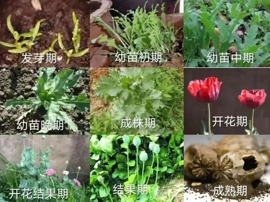 微信,点击右上角的" ",再点击扫一扫将镜头对准需识别的植物待识别