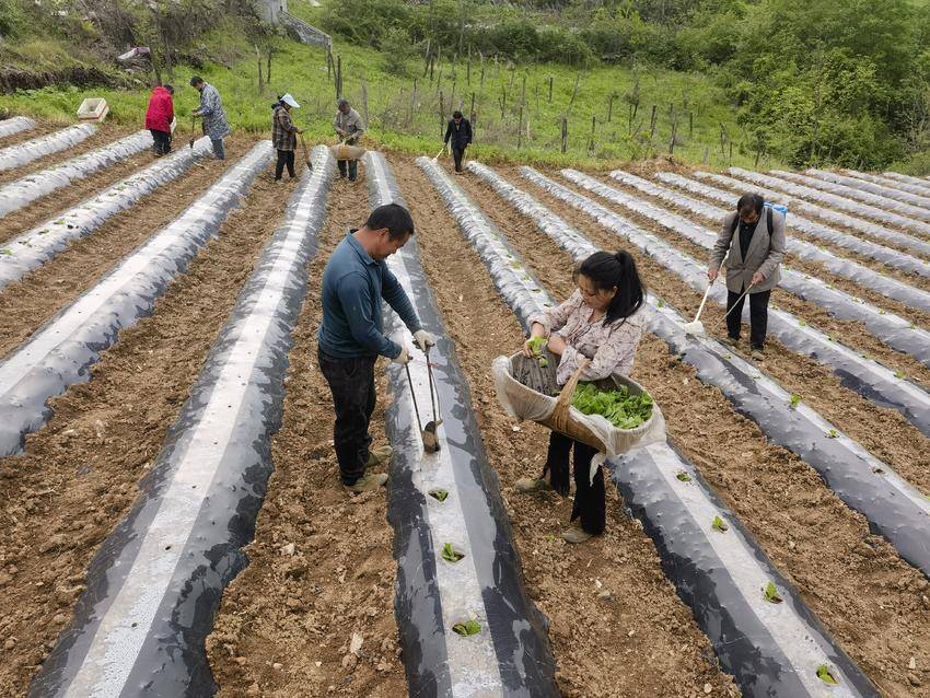 县烟草专卖局:"用工银行"助力烟叶移栽