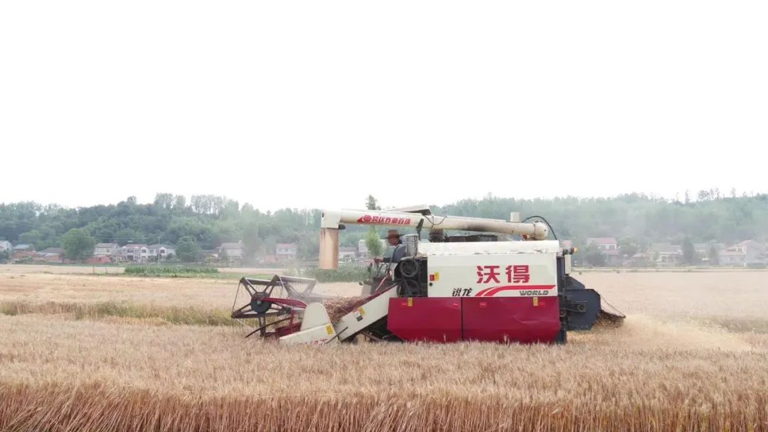 没过多久,白寒就受邀参加当地水稻"一喷三防"作业,在这场植保无人机