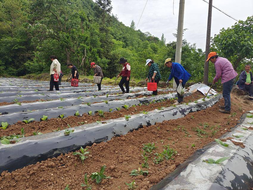 县烟草专卖局:"用工银行"助力烟叶移栽