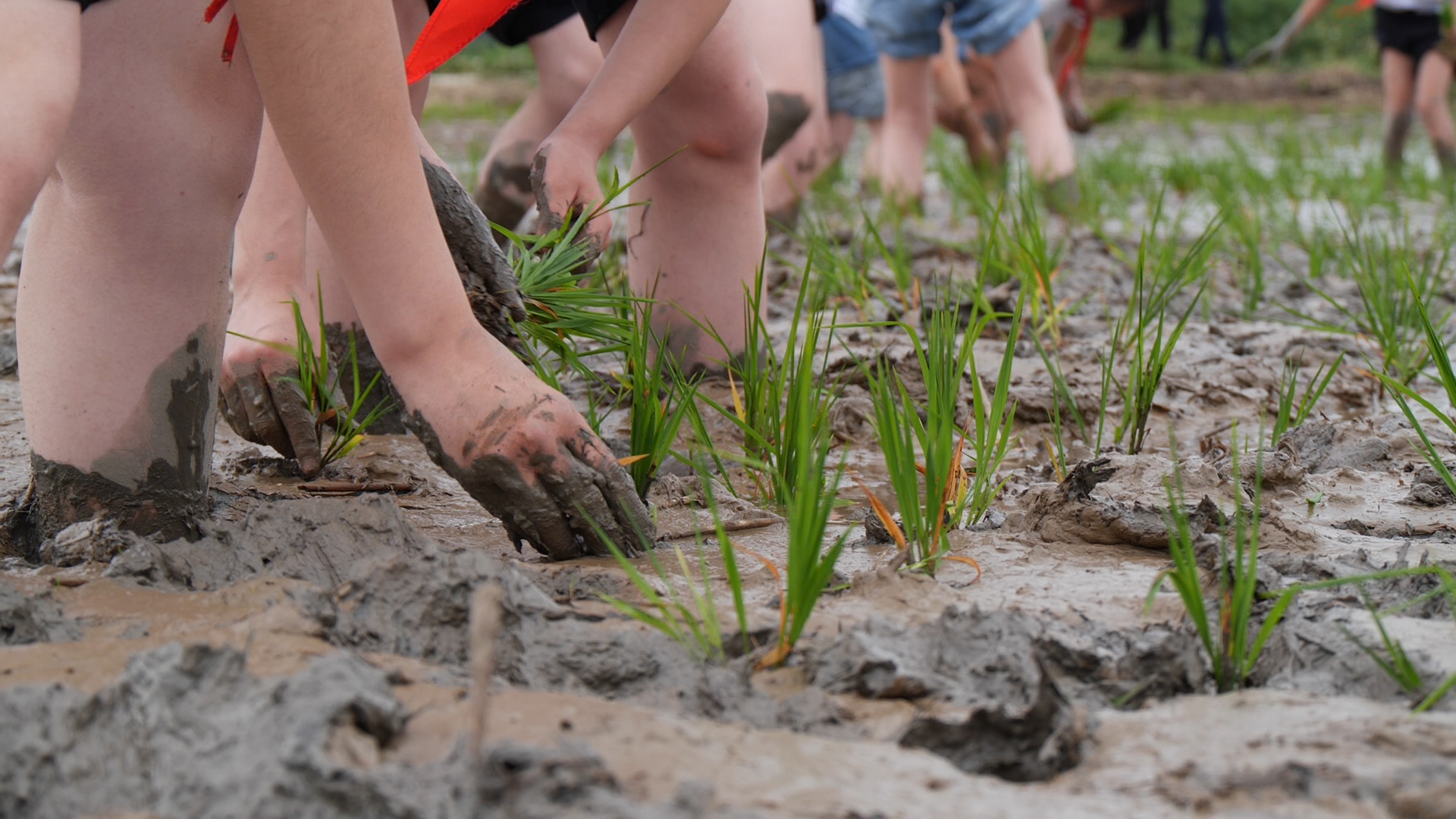 湖北南漳:"六一"农事忙  稻田"趣"插秧