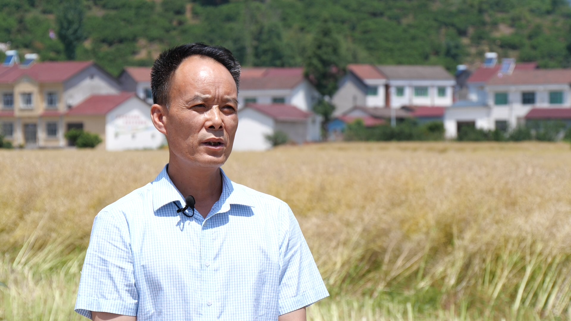 湖北南漳:"花海"变"油田"  13万亩油菜喜获丰收