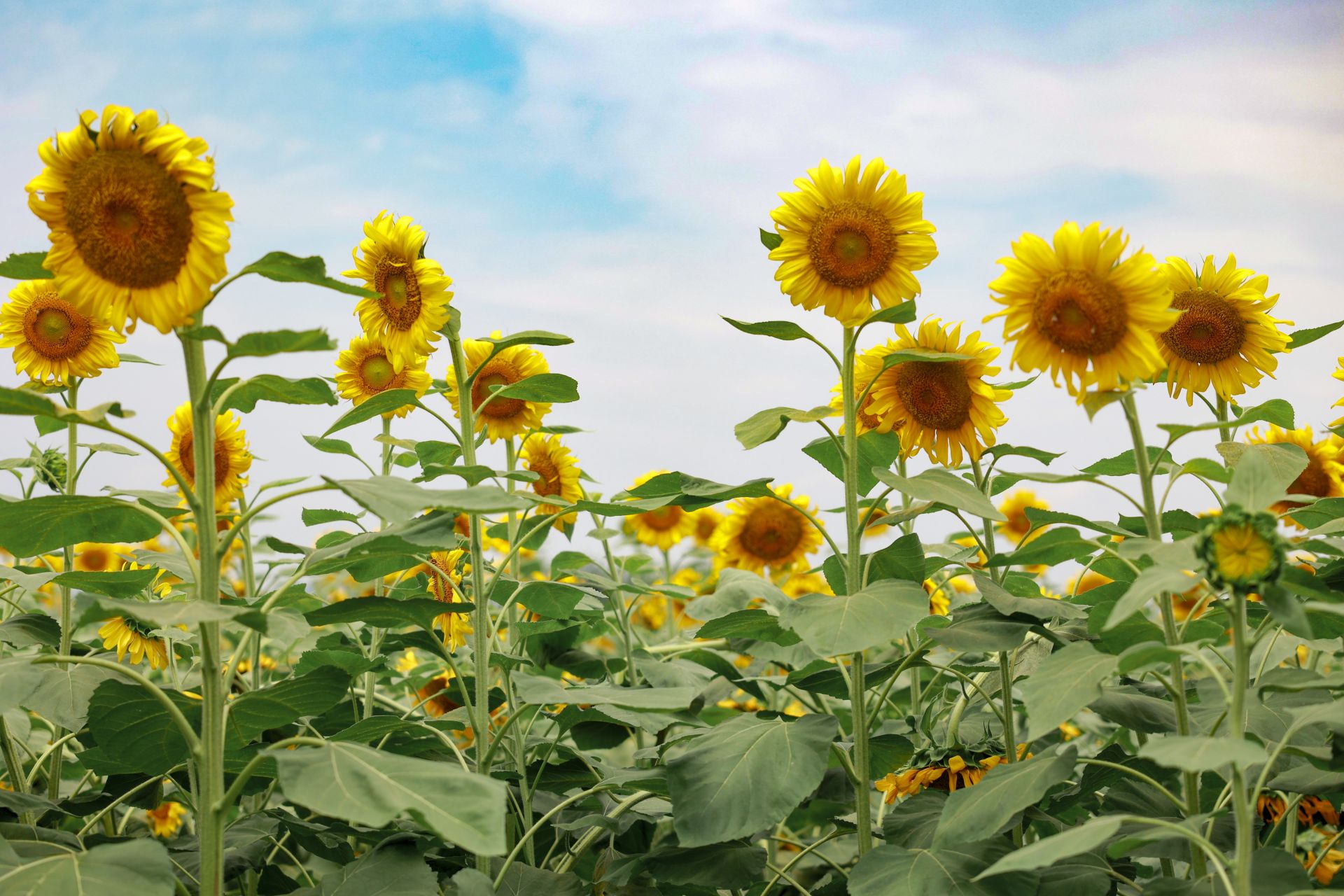 湖北南漳 夏日葵花 绚烂绽放