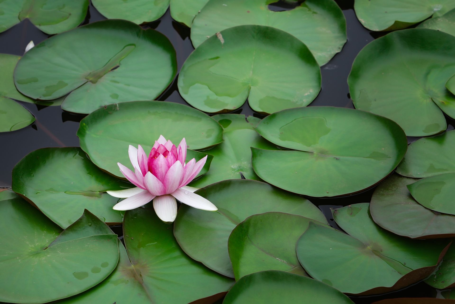 湖北南漳:睡莲绽放多娇艳