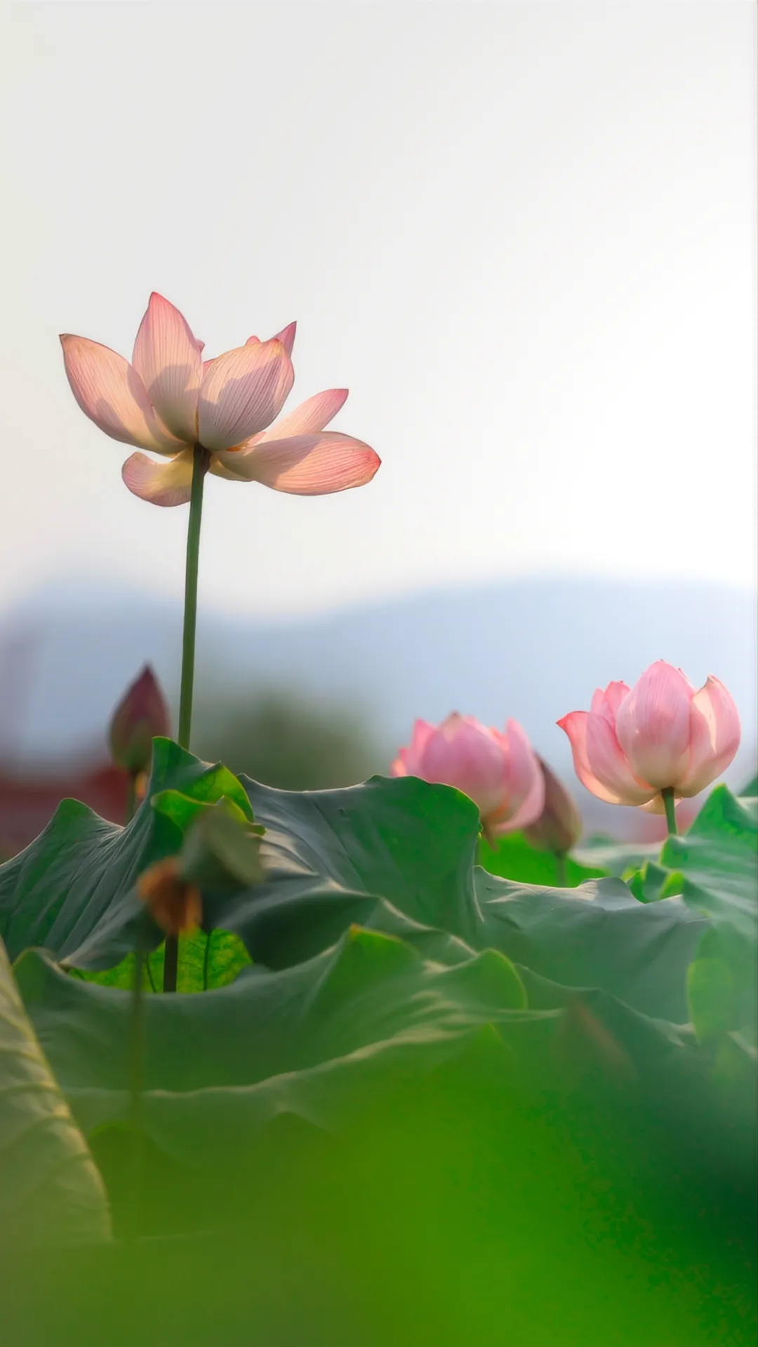 为了与这雨后的荷塘美景相配,你或许可以手持团扇,穿上古风的衣裙