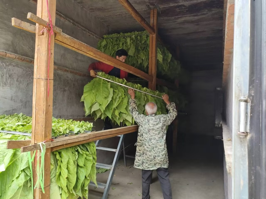 南漳县:第一炉烤烟出炉 拉开采收烘烤序幕