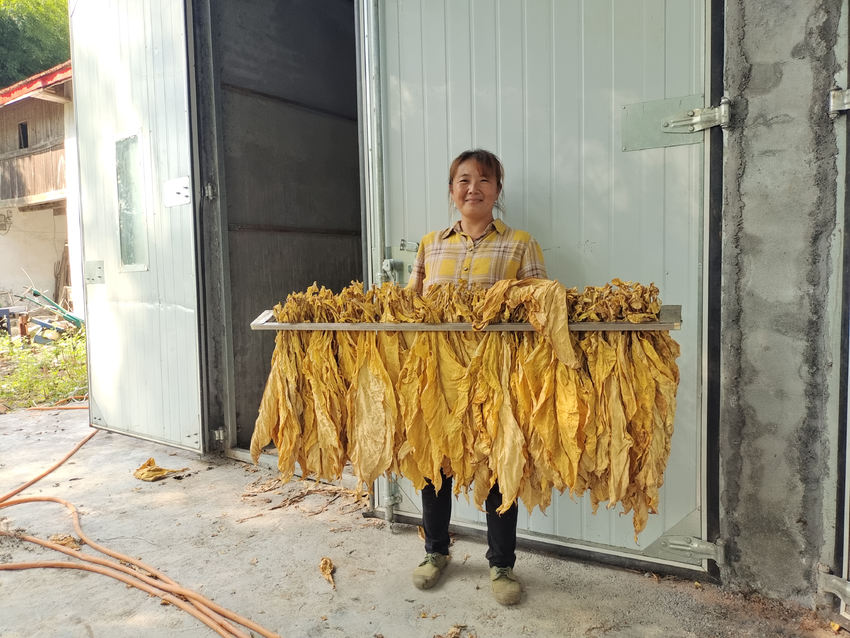 南漳县:第一炉烤烟出炉 拉开采收烘烤序幕