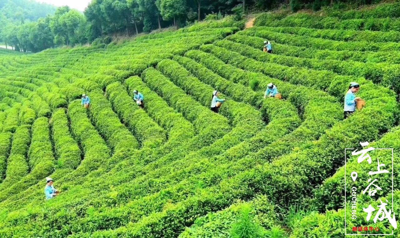 玉皇剑万亩生态茶园,地处秦巴余脉,峰峦叠障,云雾缭绕.