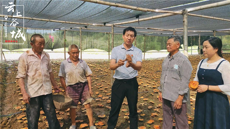 南河镇小小灵芝菌撑起致富伞