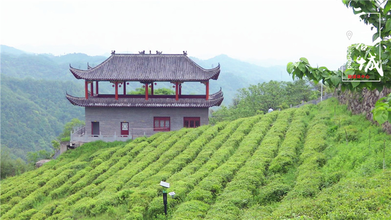 汉家刘氏茶历史传承有机发展