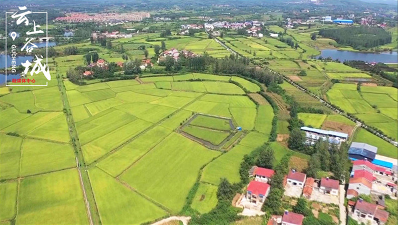 谷城县庙滩镇张庄村村企联合兴产业