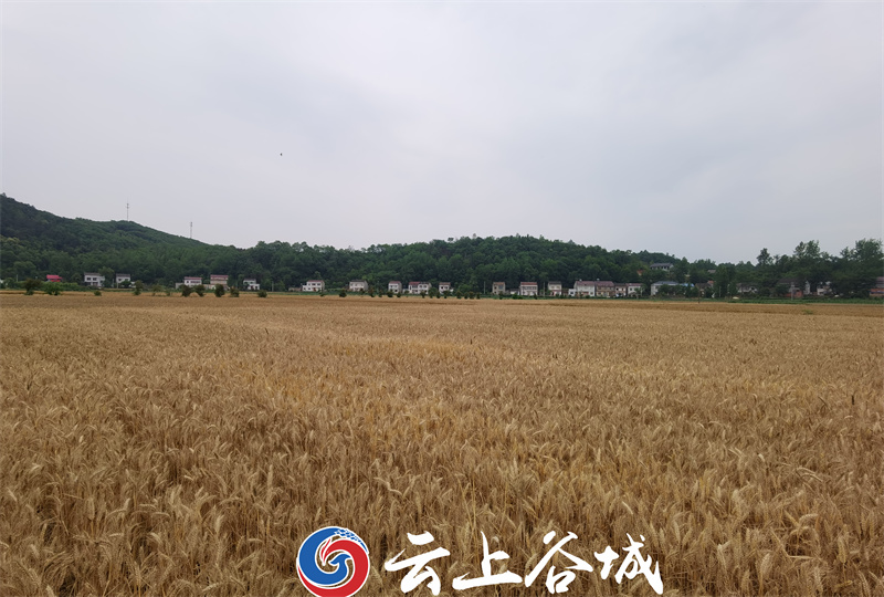 襄阳谷城盛康镇：小麦开镰收割喜迎丰产丰收