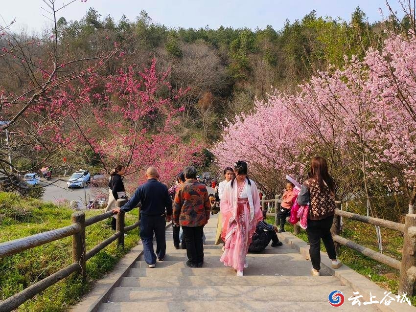 谷城老君山樱花谷图片