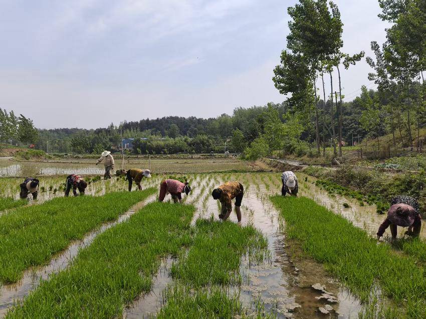 石花镇：奏响夏播夏收协奏曲 唱响粮食安全主旋律 