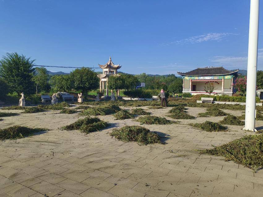 盛康镇当铺村：桃林套种甜叶菊 立体种植促增收