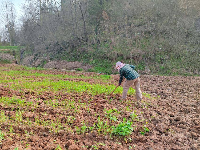 春耕备耕忙 沃野育新章——一幅耕织希望的振兴画卷在谷城五山镇徐徐展开 
