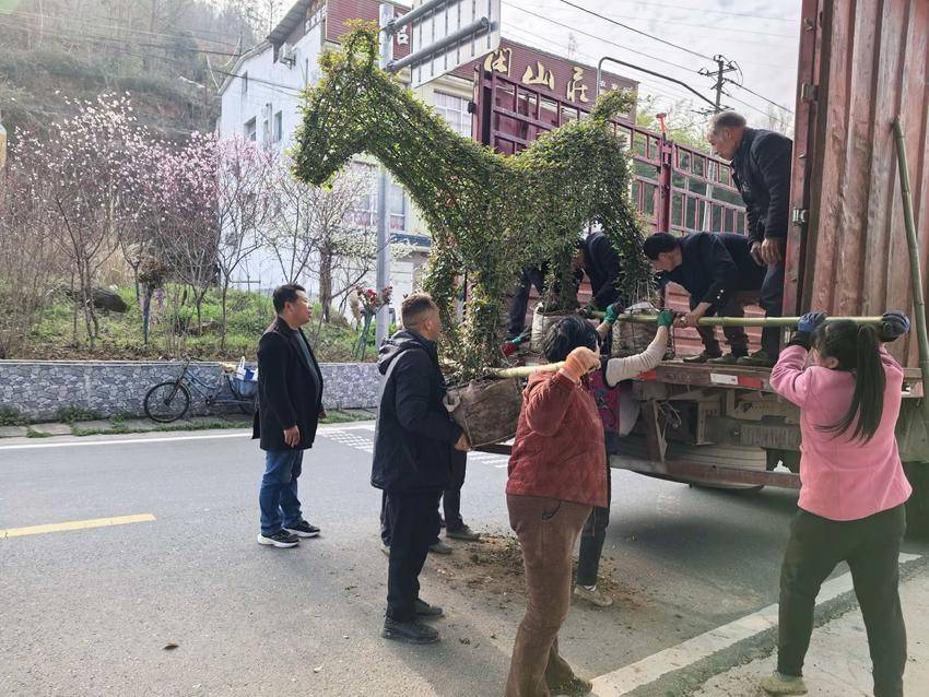 紫金镇：月季扮靓家园 花香浸润初心 