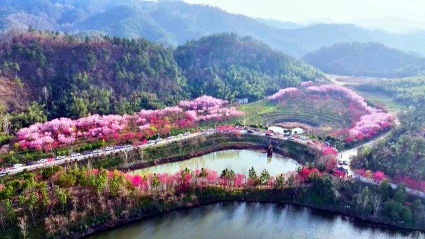 谷城老君山：一朵樱花“链”起乡村致富路