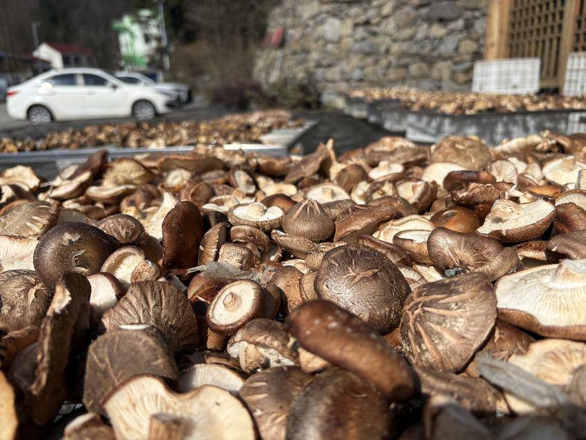 “小菌菇”撑起“大产业” 赵湾乡左家庙村奏响乡村振兴“春之曲” 