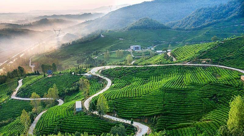 一片叶，一座城：明前茶香里的“绿金”密码 