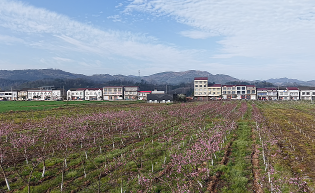 树上开花结果 树下套种生财！谷城盛康镇这个采摘园里藏着一本“立体致富经”