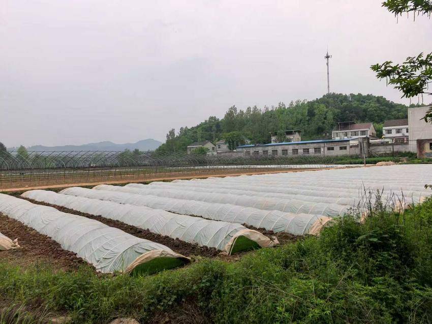 五山镇：抓实育秧保丰收 