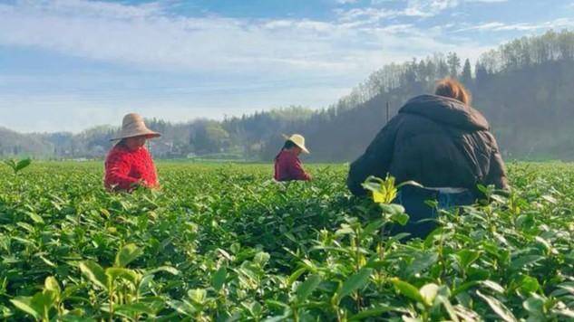 不让“茶等人”！谷城五山镇采茶专线上新 