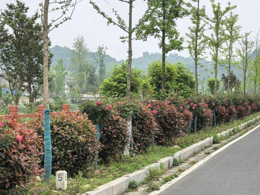 五山镇：月季长廊添秀色 茶乡四月醉游人 