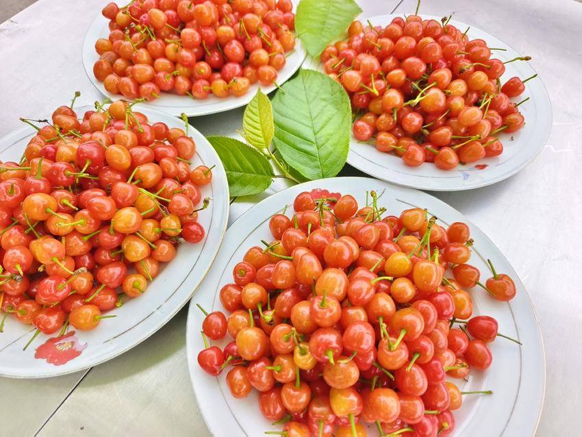 翠枝缀红珠！谷城老君山村樱桃采摘游带火春日经济