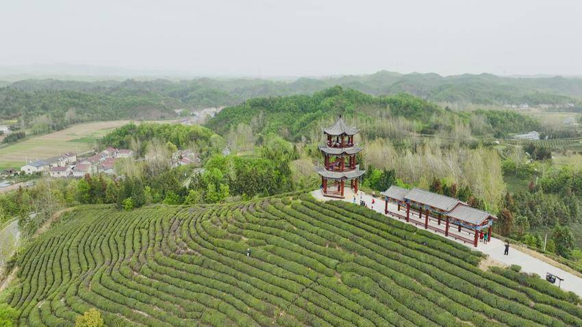 茶香润笔端！谷城玉皇剑迎来一群特殊的“品茶人” 